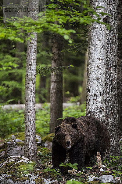 Braunbär beim Spaziergang im slowenischen Wald