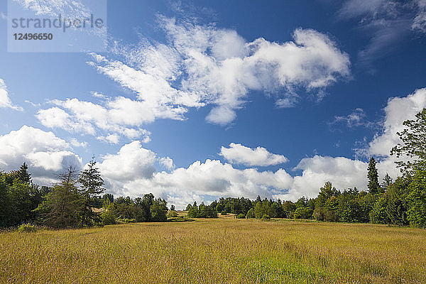 Eine natürliche Feld- und Waldlandschaft in der Nähe von Vancouver  British Columbia  Kanada