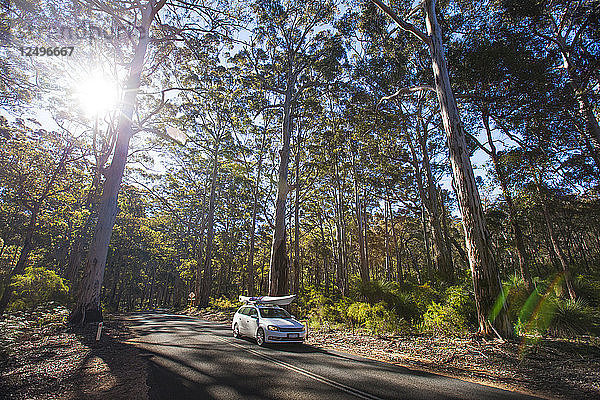 Ein Auto mit Kajak fahren auf Caves Road durch die Boranup Forest  Western Australia