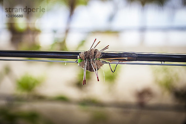 Krabbenfliege an einer Fliegenfischerrute in Belize