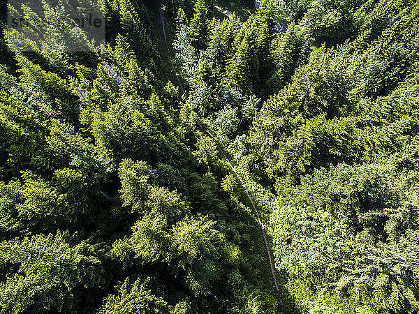 Luftaufnahme eines schmalen Pfades  der sich durch den Kiefernwald in Gingins schlängelt