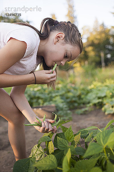 Ein junges Mädchen isst grüne Bohnen  während sie Gemüse aus ihrem Garten in Fort Langley erntet