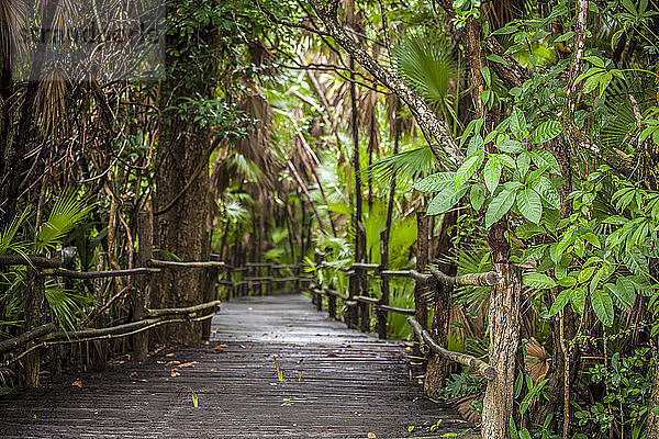 Hölzerner Pfad durch den Wald in Belize