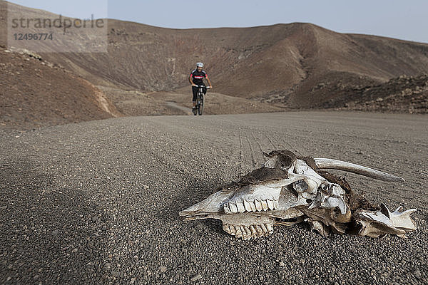 Ziegenschädel und -knochen im Vordergrund mit einem Radfahrer im Hintergrund in einer Wüsten- und Vulkanlandschaft. Fuerteventura  Kanarische Inseln.