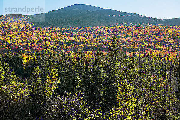 Herbstlaub und Fichtenbäume in den White Mountains von New Hampshire