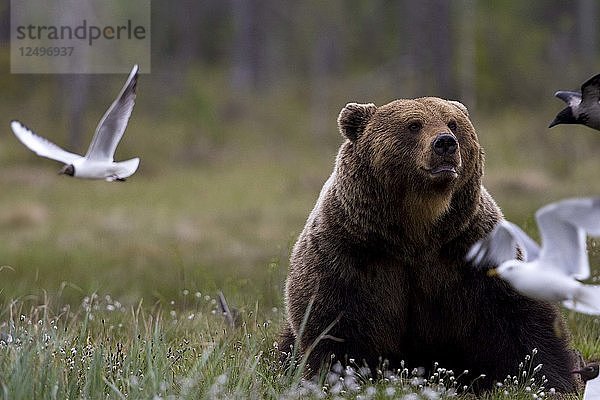 Braunbär sitzend in einem Grasfeld in Finnland mit Möwe fliegt