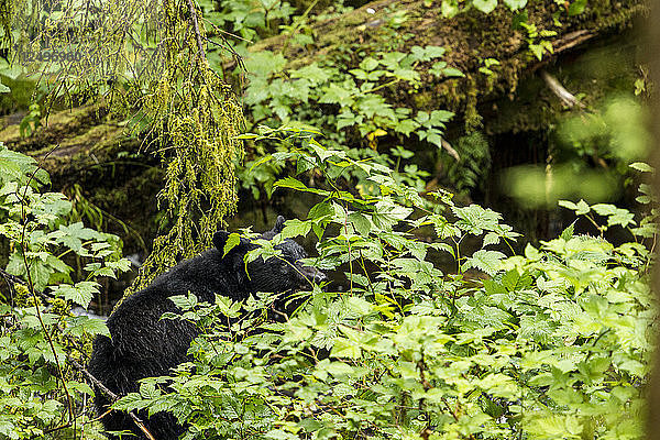 Schwarzbär beim Spaziergang im gemäßigten Regenwald bei Ketchikan  Alaska