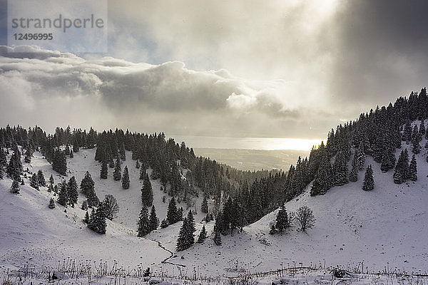 Eine verschneite Winterlandschaft mit Tannenbäumen und Genfersee im Jura