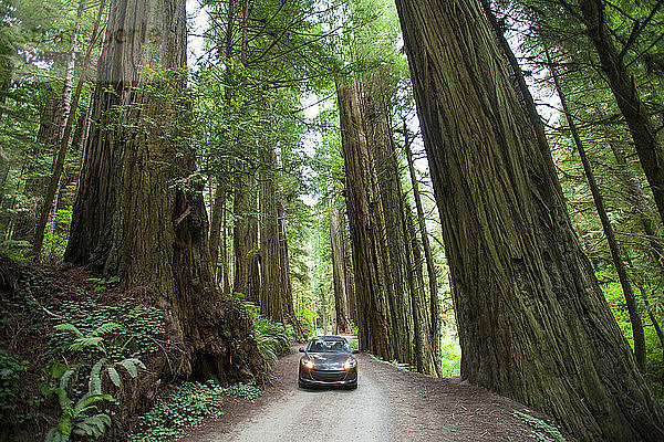 Ein Auto fährt auf der Howland Hill Road in Richtung Stout Grove im Jedediah Smith Redwoods State Park  Kalifornien.