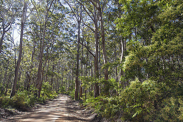 Ein Karri Wald mit Dirt Road in der Boranup Wald in West-Australien