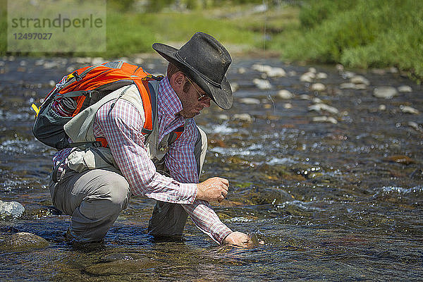 Mann befreit Cutthroat-Forelle beim Fliegenfischen im Fluss in Montana