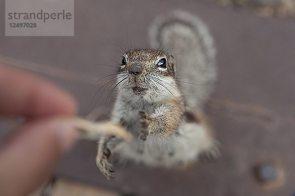 Foto von einem Eichhörnchen  das versucht  aus der Hand eines Menschen etwas zu essen zu bekommen