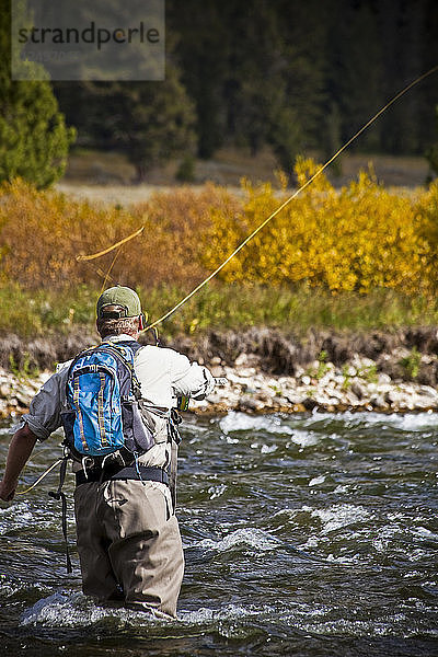 Ein Angler wirft am unteren Madison River  MT  gegen das Herbstlaub an.