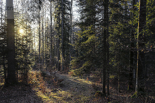 Sonnenaufgangslicht in einem Wald mit Fichten (Picea abies) im Kanton Waadt  Schweiz