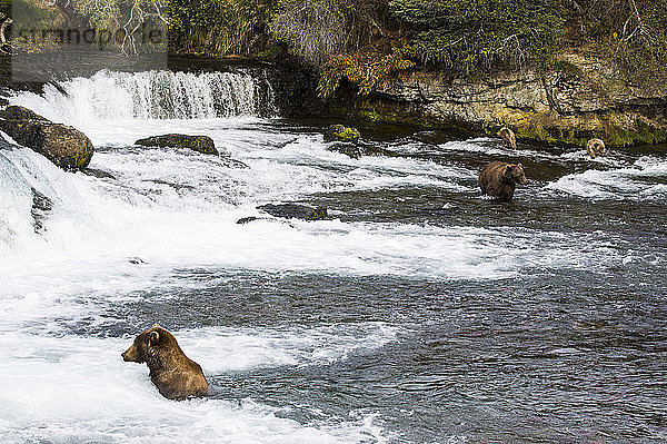Grizzlybären an den Brooks Falls im Katmai-Nationalpark  die aufgereiht sind  um sich von laichenden Lachsen zu ernähren.