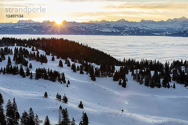 Alpenkette im Hintergrund an einem sonnigen Morgen mit dem Genfersee unter einem Wolkenmeer und dem Jura-Gebirge im Vordergrund mit Schnee und Fichten im Kanton Waadt  Schweiz