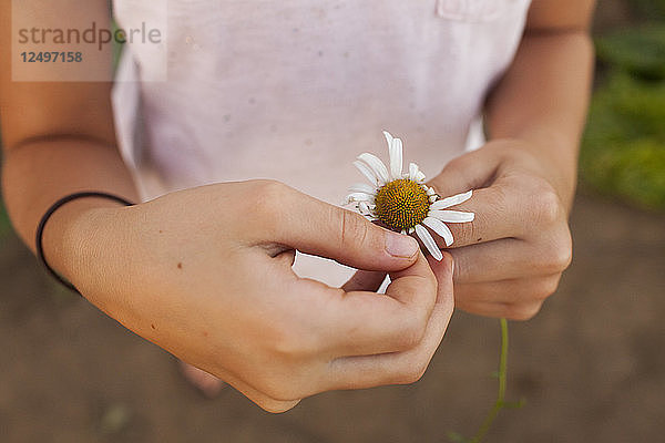 Nahaufnahme eines jungen Mädchens  das mit der Hand Blütenblätter von einer Blume pflückt