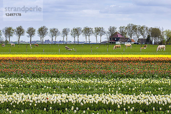 Blühende Tulpenfelder im frühen Frühling in den Niederlanden