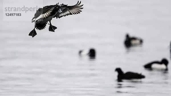 A Duck Coming Into Land auf dem Genfer See mit einigen Enten schwimmen im Hintergrund