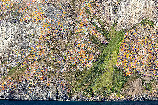 Grüne Vegetation  die wie ein Baum aussieht  auf einer felsigen Klippe mit orangefarbenen Akzenten in Spitzbergen  Svalbard