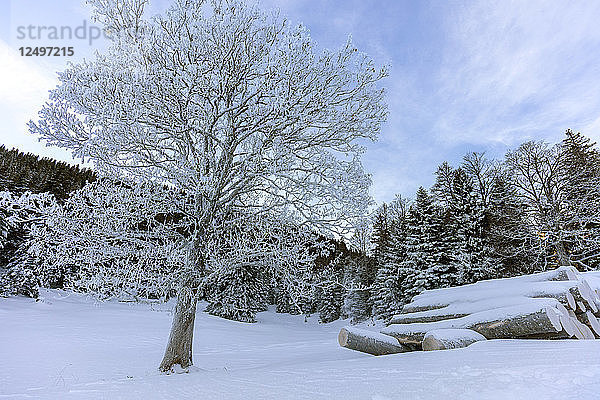 Großer Baum auf einer schneebedeckten Wiese mit einigen Holzstämmen an der Seite und Fichten im Hintergrund in Gingins  Schweiz