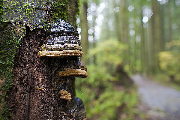 Klammerpilz  der auf einem großen Baum in Vancouver  British Columbia  Kanada wächst