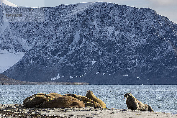 Gruppe von Walrossen  die in der Sonne mit Berg und Meer im Hintergrund ruhen