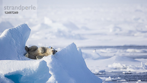 Eisbär schlafend auf einem Eis in Spitzbergen  Svalbard