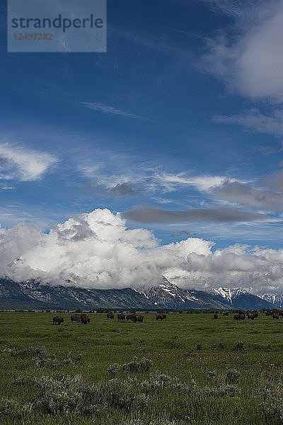 Eine Herde amerikanischer Bison grasen auf einer Wiese im Grand Teton National Park  Wyoming.