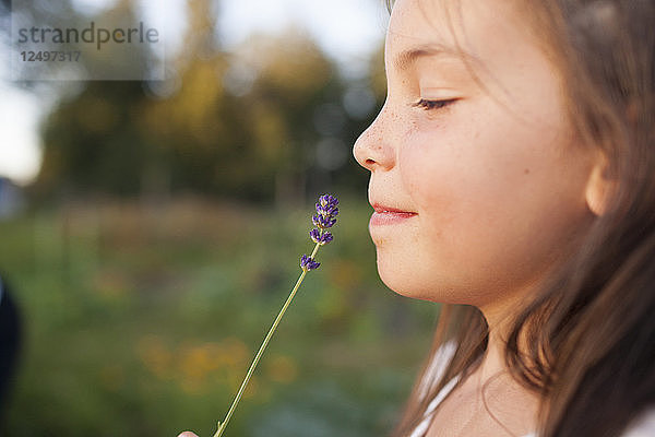 Ein junges Mädchen riecht einen Lavendelstängel
