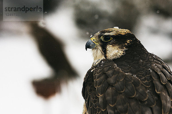 Porträt eines Falken vor einem verschneiten Hintergrund