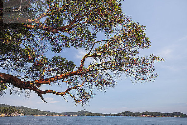 Ein Arbutus-Baum (Arbutus menzeisii) hängt über dem Pazifischen Ozean an der Westküste von Vancouver Island in der Nähe von Sooke.