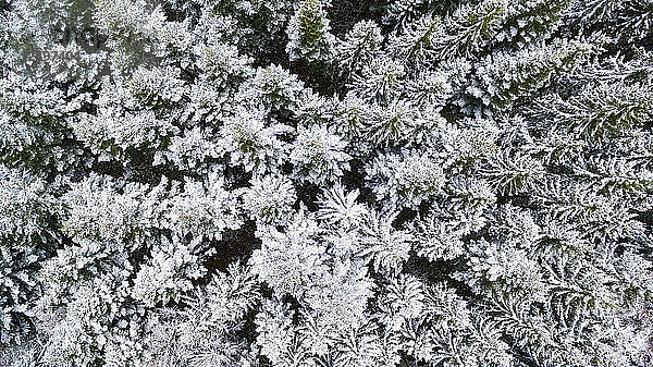 Luftaufnahme und grafische Darstellung eines mit Schnee und Frost bedeckten Fichtenwaldes in Saint-Cergue im Kanton Waadt  Schweiz