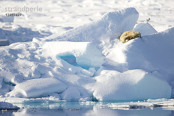 Eisbär  der sich mit einem Vogel auf dem Eis ausruht  in Spitzbergen  Svalbard
