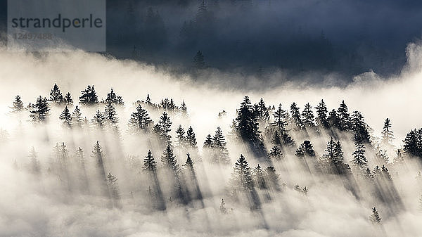 Sonne auf der Spitze der Tanne über dem Nebel im Jura-Gebirge