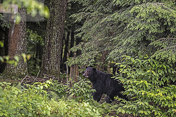 Ein Schwarzbär auf der Pirsch durchs Unterholz