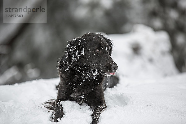 Ein schwarzer Hund im Schnee.