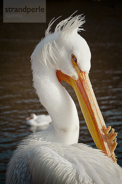 Porträt eines Pelikans im Saint James Park