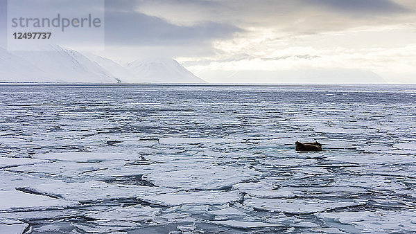 Zwei Walrosse auf fragmentiertem Packeis in Spitzbergen  Svalbard