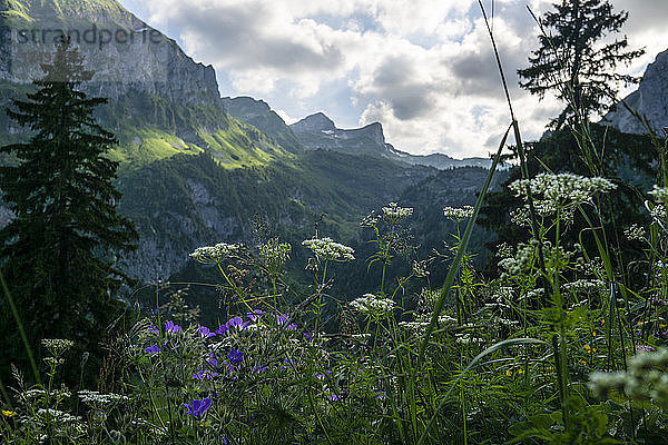 Lila und weiße Wildblumen in einer alpinen Landschaft in Le Grammont  Schweiz