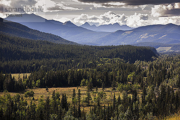 Rocky Mountain mit Baumwald in Alberta  Kanada