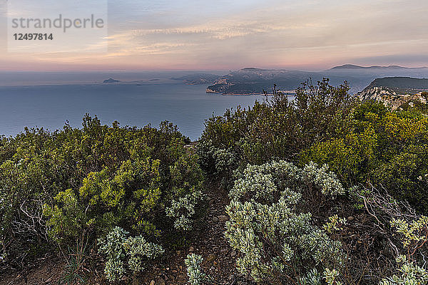 schöner Blick bei Sonnenaufgang auf das Mittelmeer mit Garrigue-Vegetation im Vordergrund  blau-rosa Himmel und Calanques im Hintergrund  in der Nähe von La Ciotat  Südfrankreich