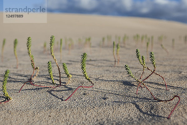 Sehr niedriger Blickwinkel auf eine kleine grüne Wüstenpflanze  die aus den Sanddünen kommt