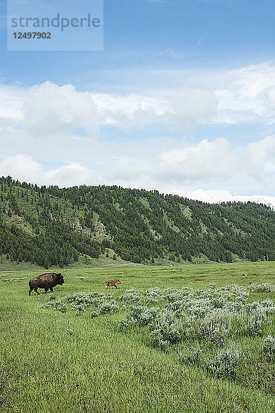 Bisons im Grand-Teton-Nationalpark  Wyoming