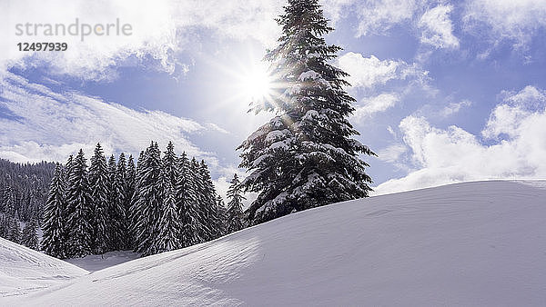 Sonnenschein über dem Jura mit einer einzelnen Fichte im Vordergrund und vielen Fichten im Hintergrund vor einem blauen Himmel mit weißen Wolken  im Kanton Waadt  Schweiz