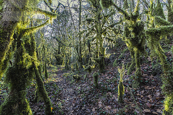 Sonnenlicht über einem Zauberwald mit Bäumen  die mit grünem Moos bedeckt sind  und einem Pfad in der Mitte  in Bellegarde-sur-Valserine  Frankreich