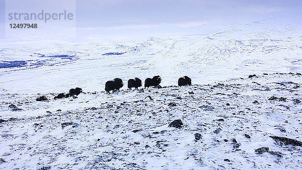 Gruppe von Moschusochsen im Dovrefjell Sunndalsfjella Nationalpark Norwegen