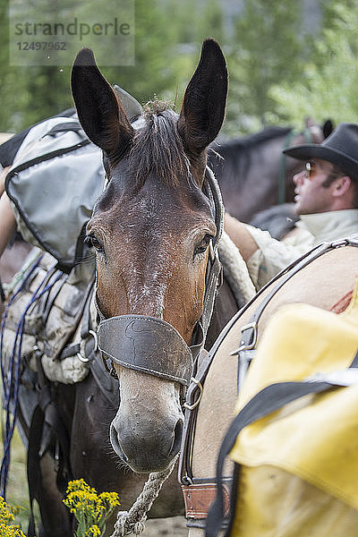 Ein Cowboy und Ausrüster lädt Ausrüstung auf ein Packesel in Montana Backcountry