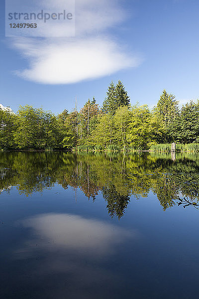 Wald und Wolken reflektiert in einem kleinen See