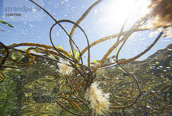 Stränge von Seegras schwimmen im Wasser in der Petit Perello Bucht